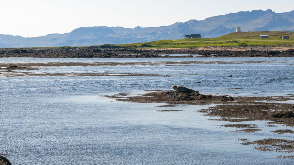 Ytri-Tungu-Snaefellsnes